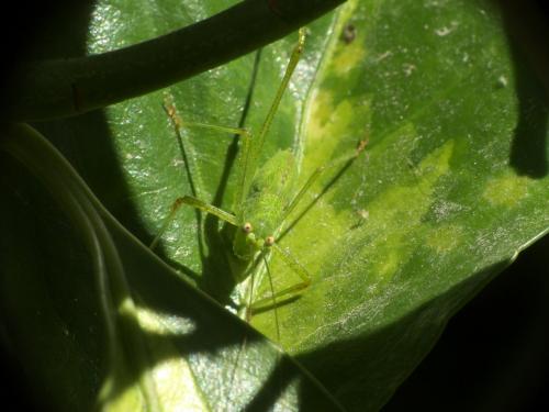 Réf. 263 596 : Phaneroptera sp.